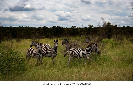 Heard Of Zebra Standing In A Field Looking At The Camera.