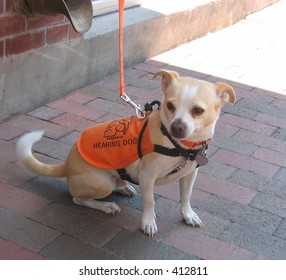 Hearing Dog