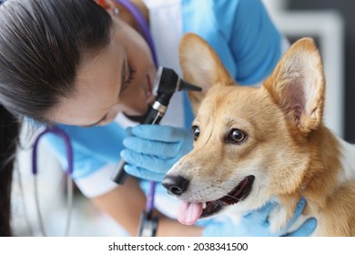 Hearing Test Of Dog In Veterinary Clinic Closeup