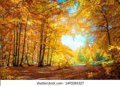 Corazón de otoño - naranjos amarillos en el bosque con forma de corazón, clima soleado, buen día