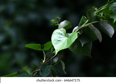 Heart Background Leaf Plant Green Stock Photo 646647175 | Shutterstock