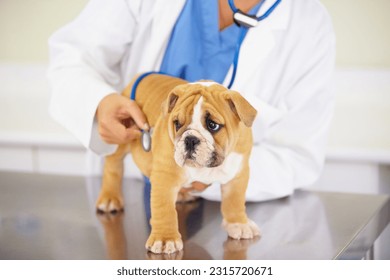 Heart beat, hands of nurse or dog at veterinary clinic for animal healthcare checkup consultation. Inspection, doctor or sick bulldog pet or rescue puppy getting examination or medical test for help