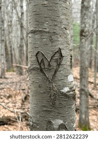 Heart carved into tree forest woods