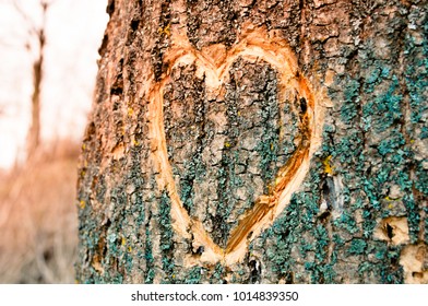 "carved Heart In Tree" Images, Stock Photos & Vectors | Shutterstock