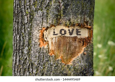 Heart carved in a tree