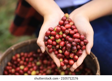 Heart Coffee Raw Beans Hand Plantation Love Concept Picking In Farm.vertical Banner Harvesting   Coffee Berries By Agriculturist Hands,Worker Harvest Arabica Coffee Berries On  Branch, Harvest Concept