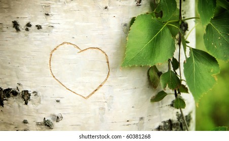 Heart curved on a birch