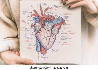 Heart. drawing diagram structure heart. Internal human organ, Anatomical structure. detailed drawing in the style of graphic on piece of paper in hands of female person. With pointers in Latin 