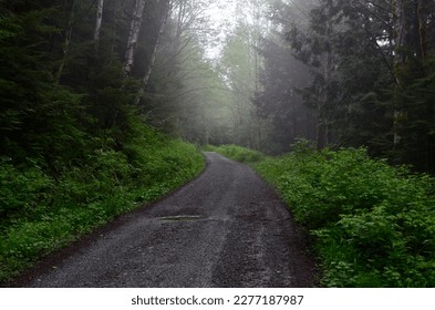 In The Heart Of The Forest