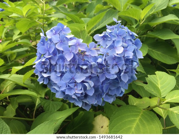 Heart Hydrangea Ajisai Flower Japan Summer Stock Photo Edit Now