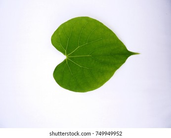 Heart Leaved Hd Stock Images Shutterstock