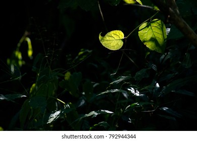 Heart like leaf with back light in a forest
