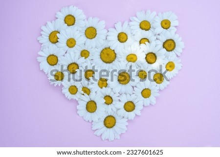 Heart made of daisy flowers on  light pink background. Daisies Symbol of family, love and fidelity. Banner for the day of family, love and fidelity. Top view, flat lay. 