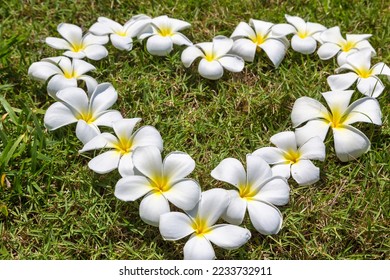 Heart made of frangipani (plumeria) flowers on a grass background