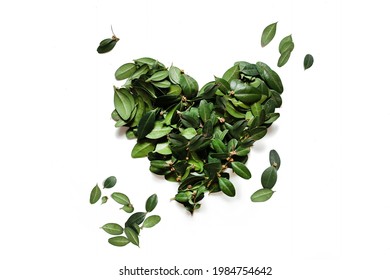 heart made of green leaves isolated on white background.world environment day