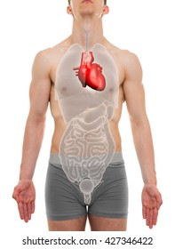 Heart Male - Internal Organs Anatomy - 3D Illustration