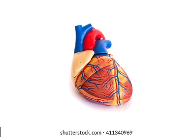 33,806 Model of human heart Images, Stock Photos & Vectors | Shutterstock