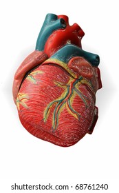 Heart - Model