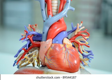 Heart Model