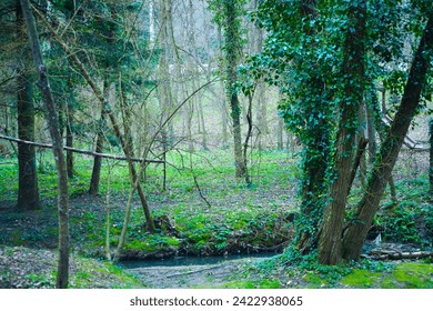 In the heart of a mysterious forest, twisted tree branches create an eerie and enchanting atmosphere, casting haunting shadows in the dark woodland.