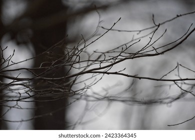 In the heart of a mysterious forest, twisted tree branches create an eerie and enchanting atmosphere, casting haunting shadows in the dark woodland.