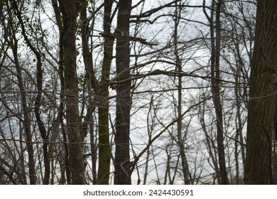 In the heart of a mysterious forest, twisted tree branches create an eerie and enchanting atmosphere, casting haunting shadows in the dark woodland.