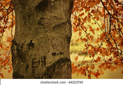 Heart On Tree In Autumn Forest