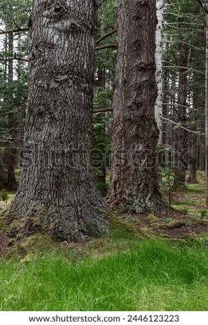 In the heart of Scotland, a pair of old, towering trees dominates the landscape with their massive girth and textured bark, embodying the untamed beauty of the forest
