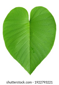 Heart Shape Green Leaf Isolated On White Background