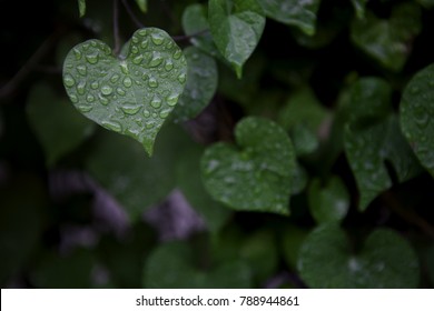 Heart Shape Leaf 