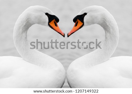 Heart shape love symbol from neck of two white swans. Symmetry, true love, beauty in nature.