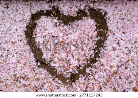Heart shape made of fallen cherry blossom petals on ground, spring floral background texture.