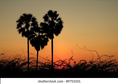 Heart Shape Palm Tree With Sunset Background