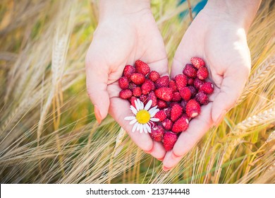A heart shape strawberries in female hands at the summer, wheat on the background 