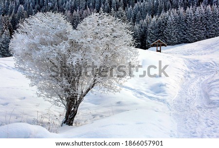 Heart shape tree in winter snow white scene landscape. Snow and heart tree of love, winter in blue sunlight. Beautiful landscape with heart shaped tree. Hello december or january winter background.