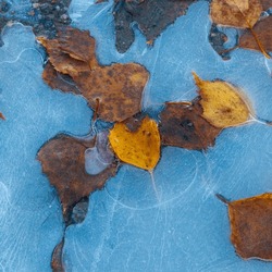 Heart Shaped Autumn Leave Frozen In Ice