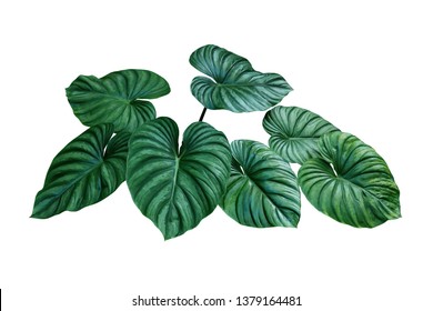 Heart Shaped Bicolors Leaves Of Philodendron Plowmanii The Rare Exotic Rainforest Foliage Plant Isolated On White Background, Clipping Path Included.