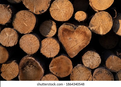 Heart shaped Cross sections of a spruce Tree on a wood stack in forest in Hagen Germany with structure of annual rings after clearing with chain saw by lumberjacks