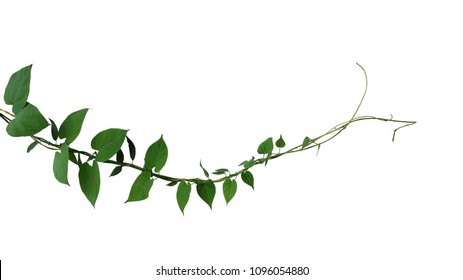 Heart Shaped Dark Green Leaf Twisted Jungle Vines Liana Climbing Plant Isolated On White Background, Clipping Path Included.