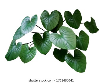 Herzförmige Bicolor Blätter von Philodendron plowmanii Stockfoto