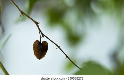 Heart Shaped Dry Flower, Broken Heart Concept.