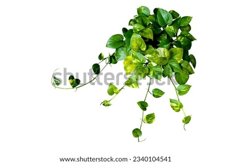 Heart shaped Epipremnum aureum green leaves hanging vine plant bush of devil’s ivy or golden pothos isolated on white background with clipping path