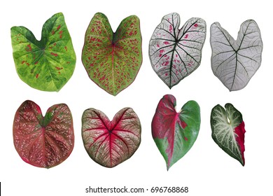 336 Tricolor caladium leaves Images, Stock Photos & Vectors | Shutterstock