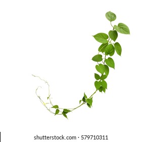 Heart Shaped Green Leaf Jungle Vines Isolated On White Background, Clipping Path Included. 