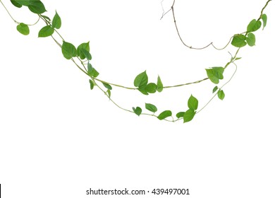 Heart Shaped Green Leaf Vines Isolated On White Background, Clipping Path Included. Cowslip Creeper, Medicinal Plant.