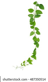 Heart Shaped Green Leaf Vines Isolated On White Background, Clipping Path Included. Cowslip Creeper, Medicinal Plant.