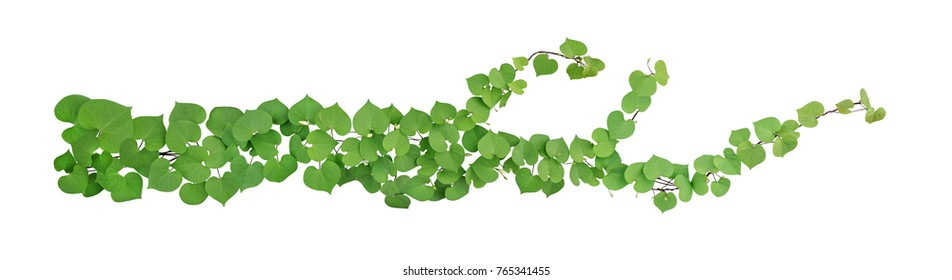 Heart shaped green leaves with bud flower climbing vines tropical plant isolated on white background, clipping path included