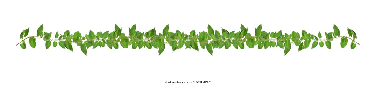 Heart shaped green leaves climbing vines ivy of cowslip creeper (Telosma cordata) the creeper forest plant growing in wild isolated on white background, clipping path included.