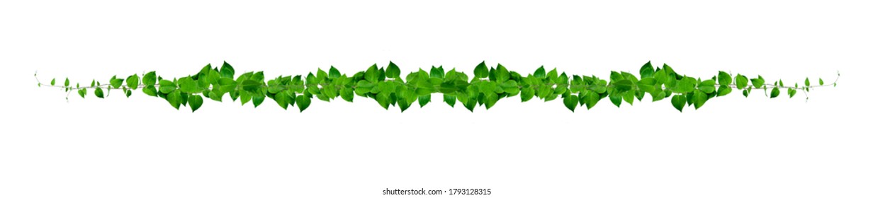 つる草 の画像 写真素材 ベクター画像 Shutterstock