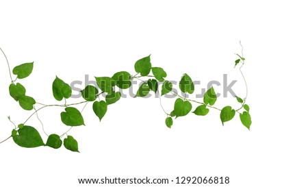 Heart shaped green green leaves climbing vines ivy of cowslip creeper (Telosma cordata) the creeper forest plant growing in wild isolated on white background, clipping path included.